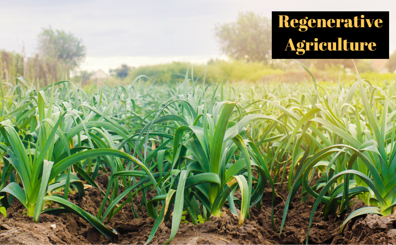 Regenerative Agriculture - Greenpreneur.in